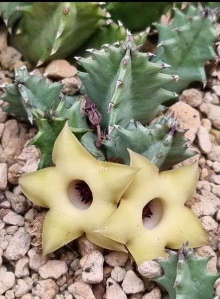 Huernia bayeri